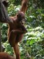 the orangutan sanctuary