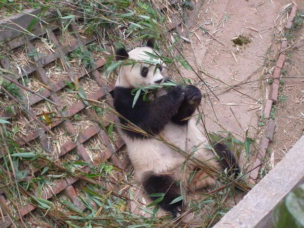 The pandas