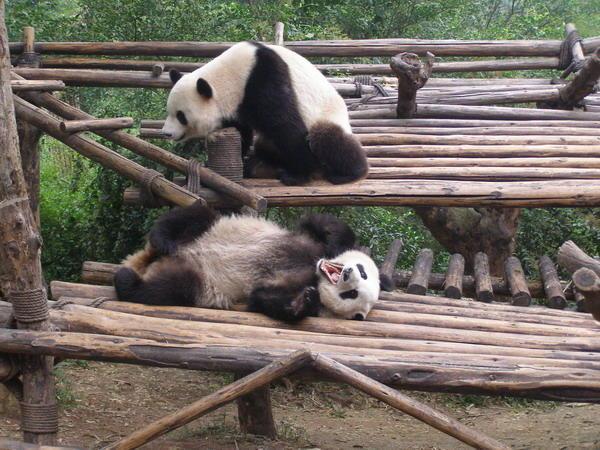 The pandas