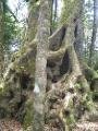 2000 Jahre alter Baum