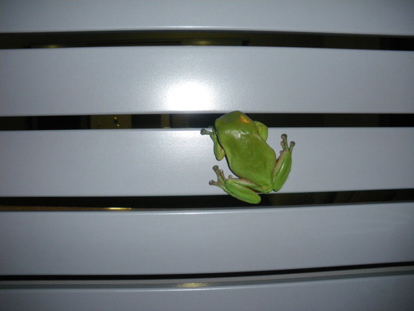 green frog at Sharons' house
