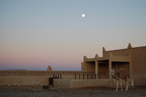 Camel at dusk