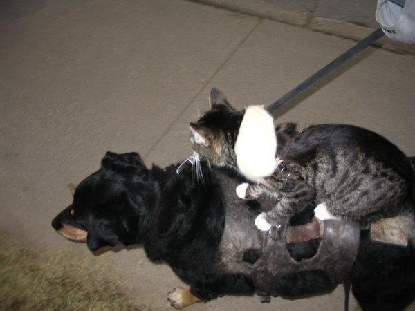 Rat riding a cat riding a dog