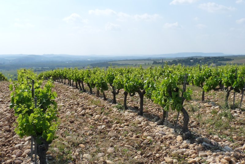 Chateneuf-du-Pape vineyard