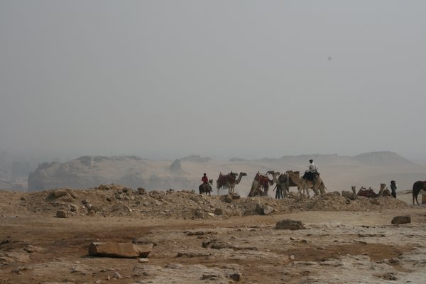 Crazy camels near the Zoser's Step pyramid