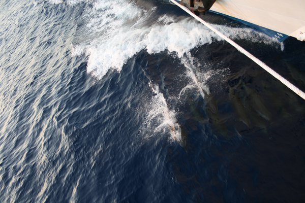 Dolphins under the bow