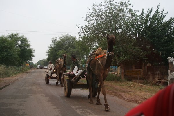Camel drays, Rajasthan