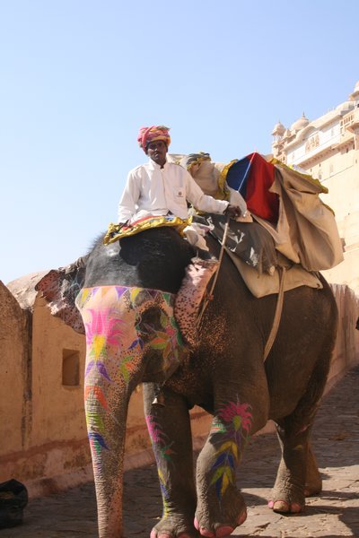 Of course, elephants too, Jaipur