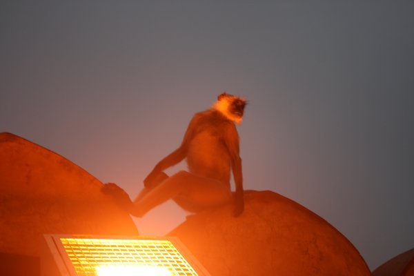 Amber monkey, Amber Fort, Jaipur, Rajasthan
