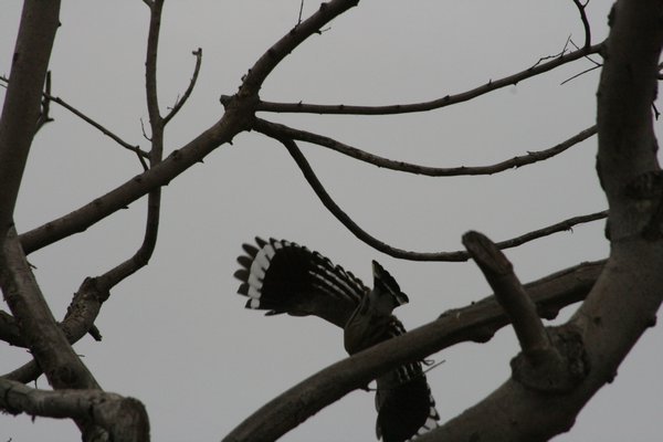 Common Hoopoee escaping