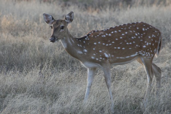 Chital, Spotted Deer