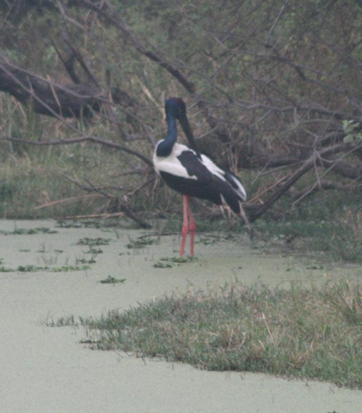 Female Black-necked Stork (Jabiru)