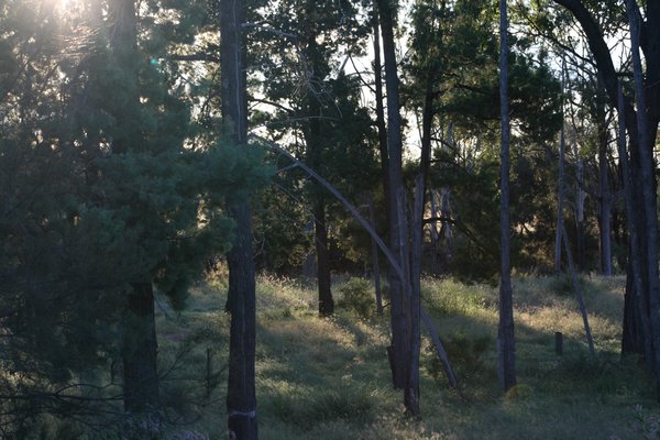 Sunset thru Cypress pines