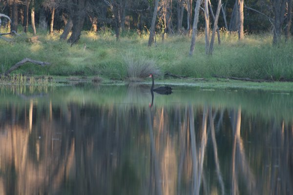 Black swan on #16 dam