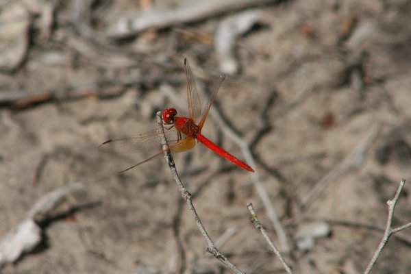 Dragonfly near the running, Yuleba Creek