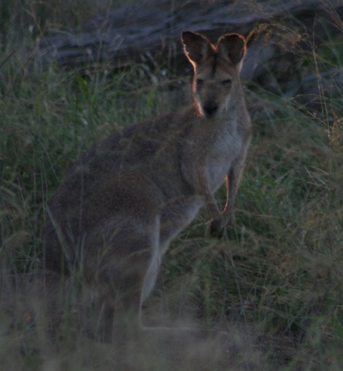 Drowsy wallaby