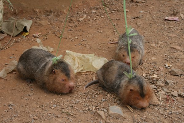 Bamboo rats for sale