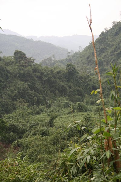 Verdant Lao jungle
