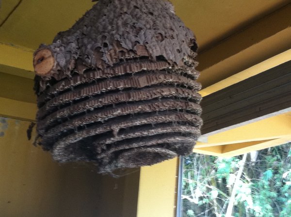 Massive beehive