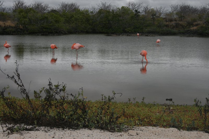 Yes, flamingoes
