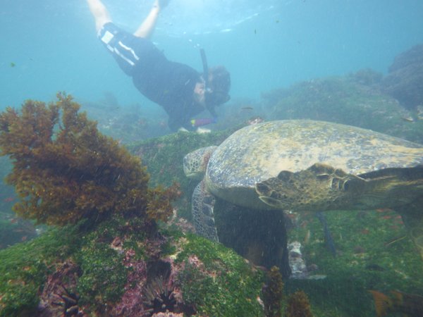 Greg swimming with sea turtle
