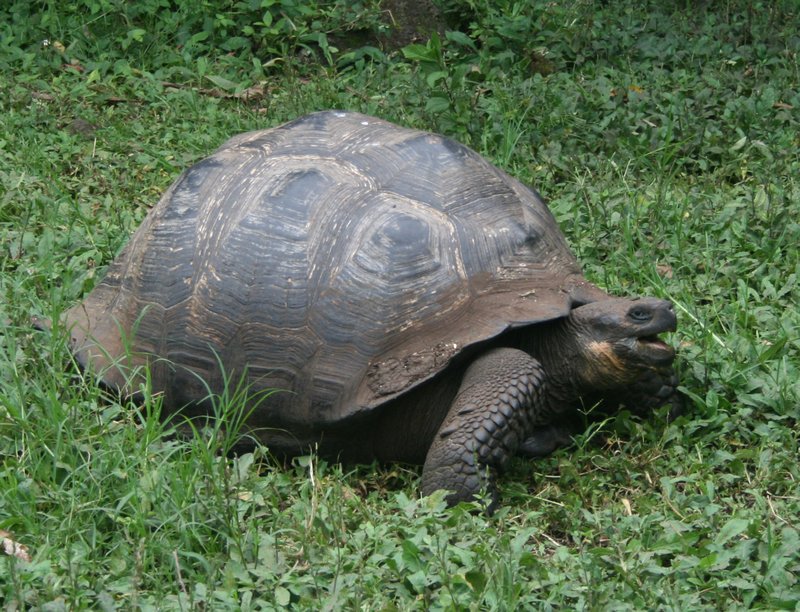 Giant turtoise
