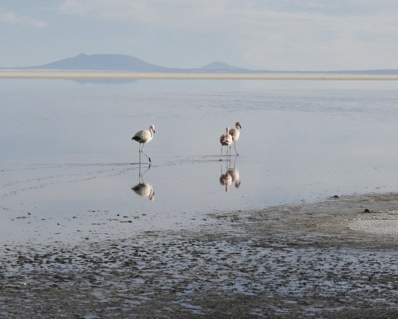 Flamingoes near Tahua