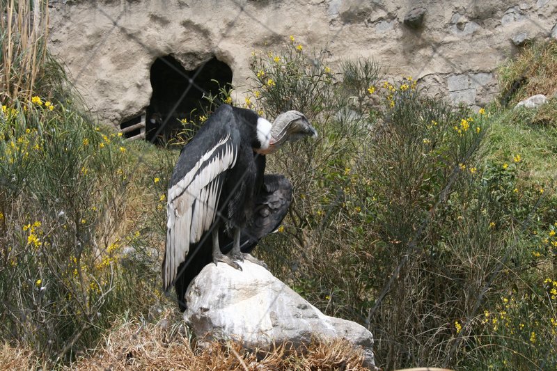 Condor - in captivity