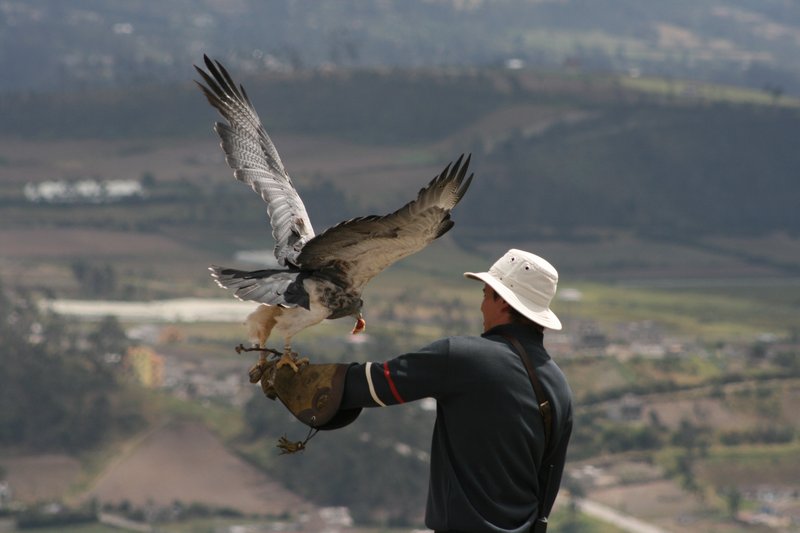 Buzzard Eagle in flight