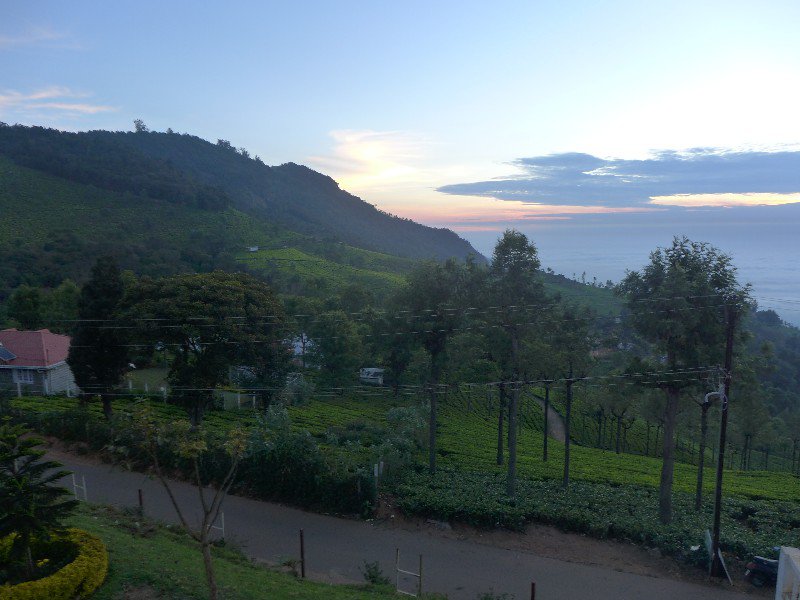 Dawn over the tea plantation