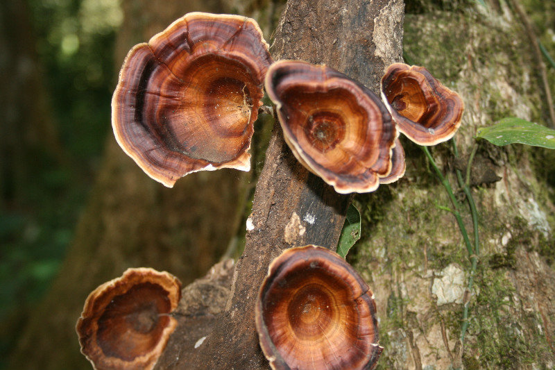 Fungus in the wildlife park