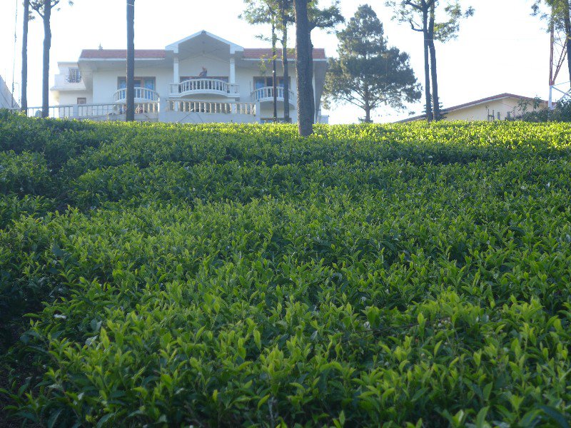 Hotel amongst the tea plantations