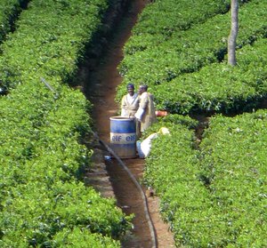 Tea plantation, Coonoor