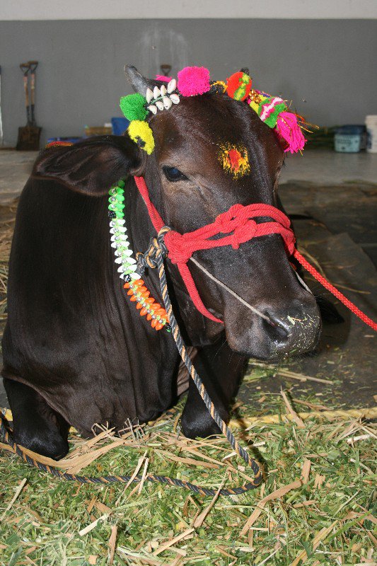 Decorated cow: Hyderabad
