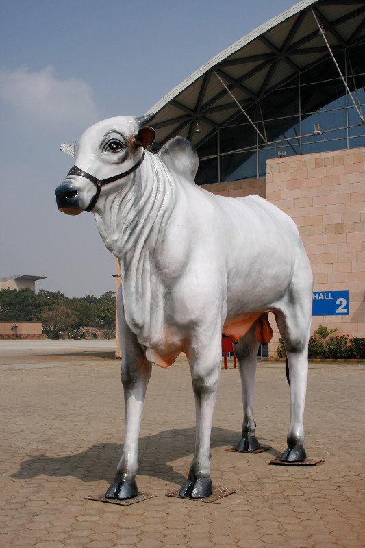 Indian Ongole cattle