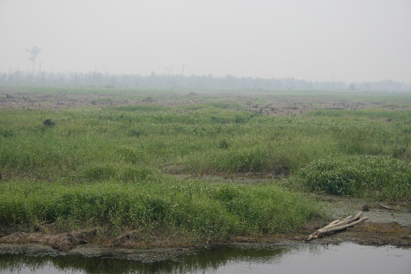 Peat lands of Central Sumatra