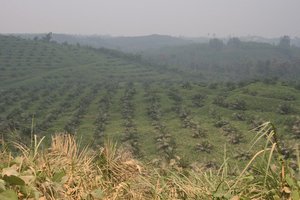 Sumatran palm plantation