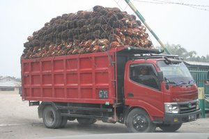 Palm fruits being delivered to the factory