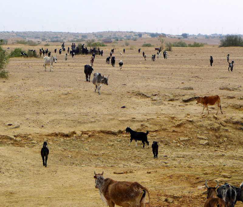 Animal herders in the desert
