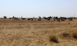 Camel herder on the plains