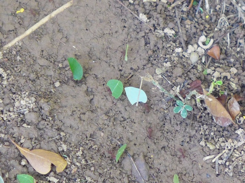 Leaf-cutter ants busy 