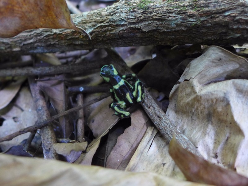 Harlequin Poison Dart frog