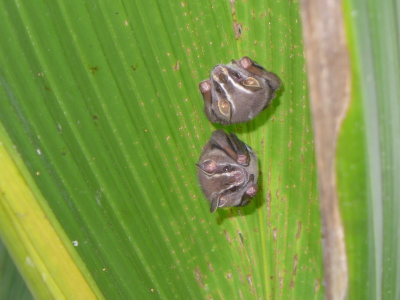 Tent-making bats perched under a palm leaf