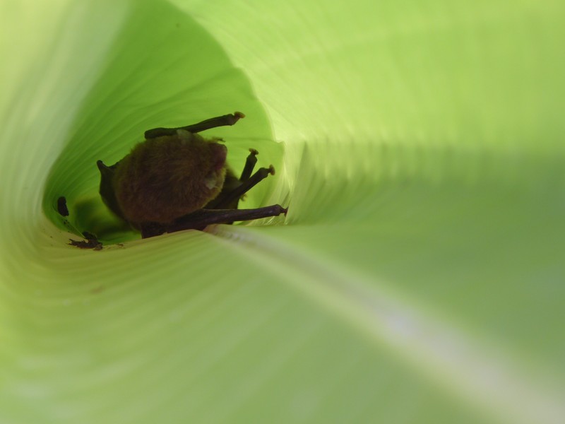 Suction cup bats inside a new banana leaf