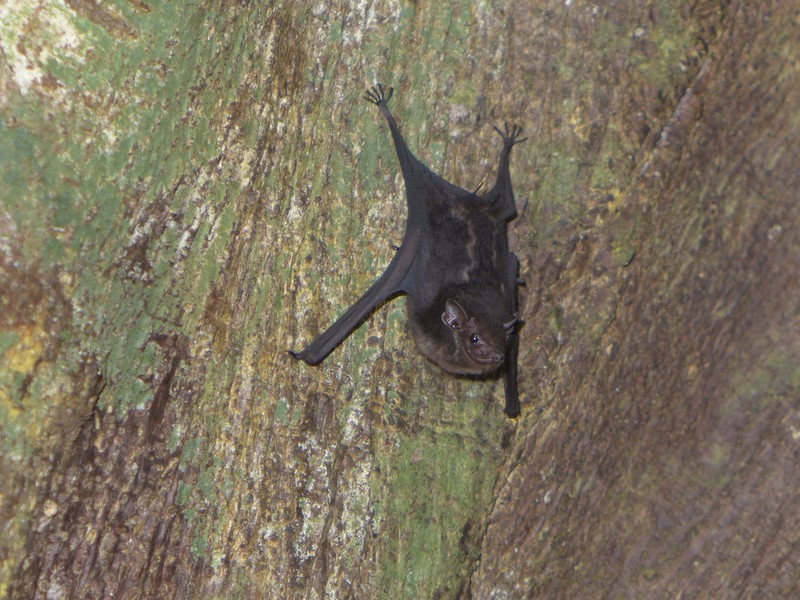 Suction cup bat