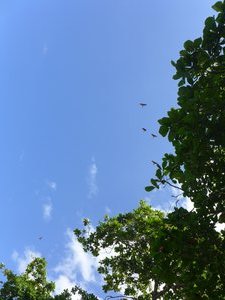 Macaws circling above us