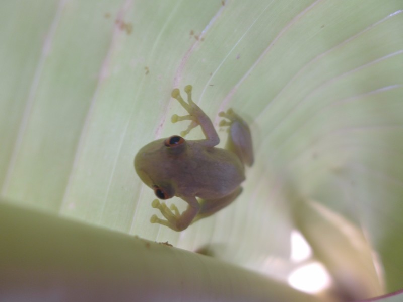 Frog inside a banana leaf