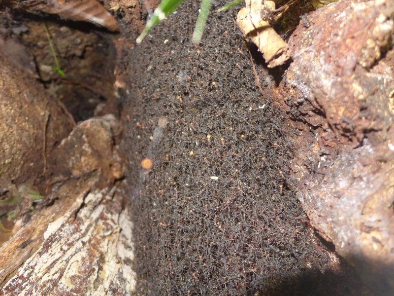 Seething mass of an Army ant nest