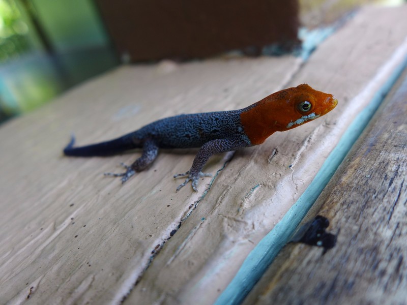 Yellow-headed gecko