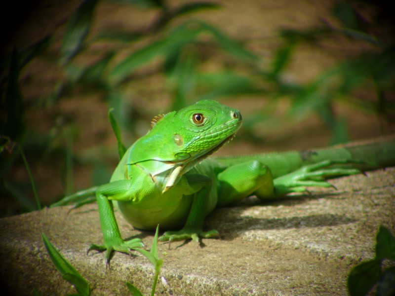 Green spiney lizard